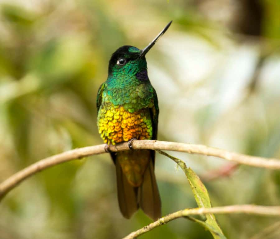 Birdwatching Day Tour at Chicaque Natural Park - Price and value: what you’re really paying for at $93 per person