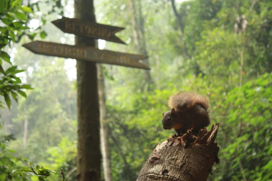Bogota: Explore the forest and bird watching at Chicaque Natural Park - Key things to love about Chicaque