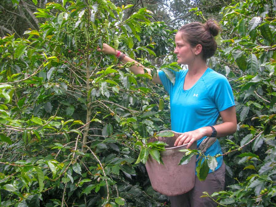 Bogotá: Guided Coffee Tour with Lunch, and Pickup & Drop-Off - Pulping, drying, roasting: the on-site production walk-through