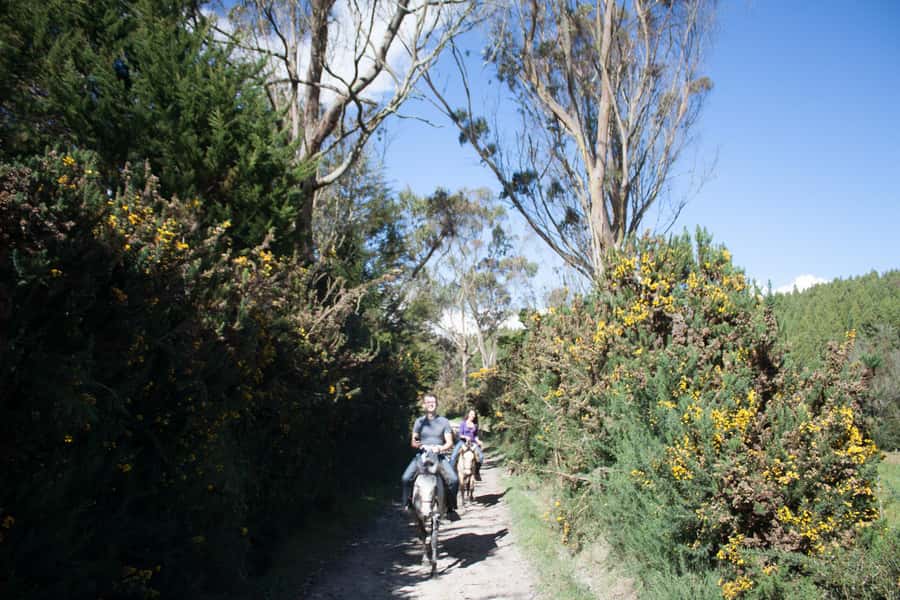 Bogota: Horseback Riding Tour - Meeting the Cowboy and Mounting the Colombian Creole Horses