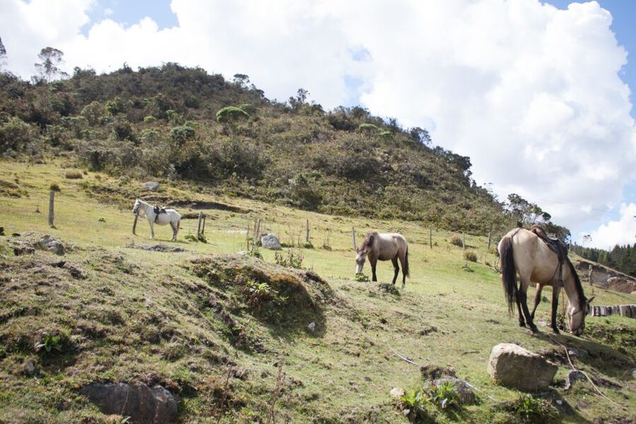 Bogota: Horseback Riding Tour - The 1-Hour Ride Through Andean Ecosystems and Climatic Changes