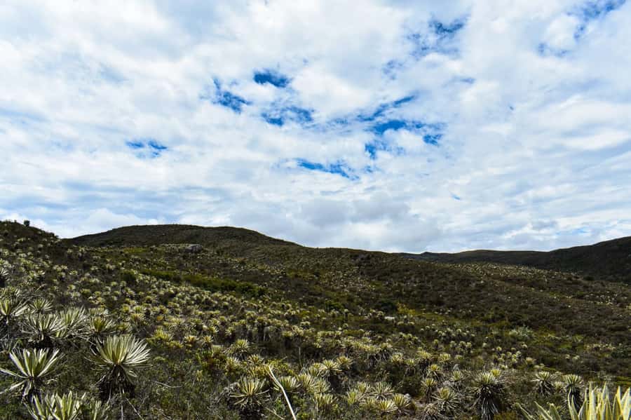Bogotá: Sumapaz National Park Hike Tour - Who This Tour Suits Best