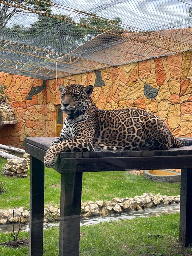 BOGOTA: Tour of Jaime Duque Park, Zoo, and Aerospace Museum - Wakatá Biopark: wildlife you can see up close