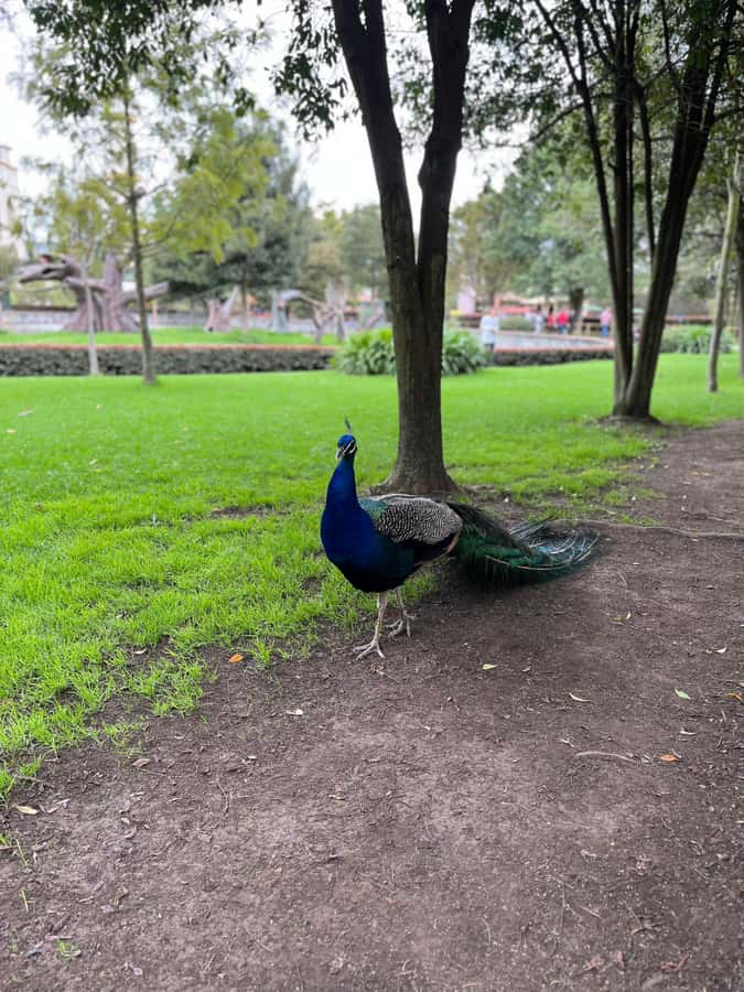BOGOTA: Tour of Jaime Duque Park, Zoo, and Aerospace Museum - Medieval Castle and theater show: the fun, family-logic ending