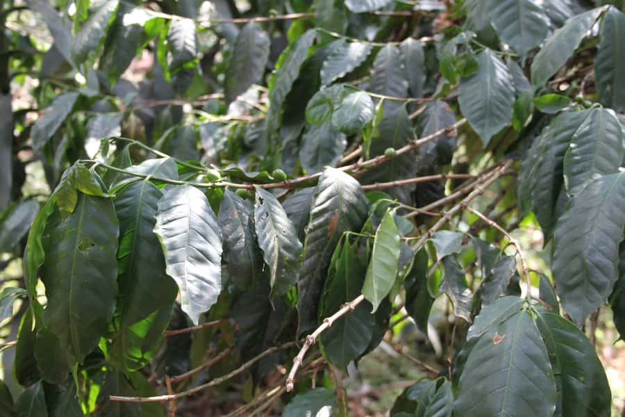 Coffee Experience: Hacienda Coloma Tour from Bogotá - Price and Value: Is $149 a Fair Deal for a Private Day?