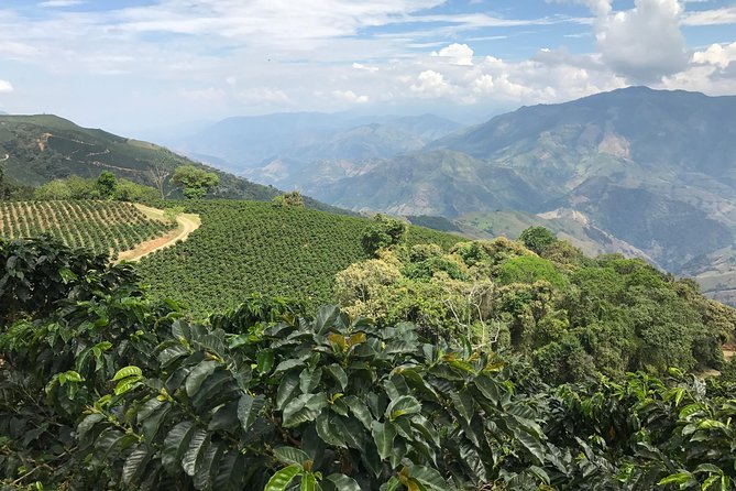 Do it yourself 11 days tour in Colombia (customizable) - Salento and Cocora Valley day 4: wax palms and coffee farm hands-on time