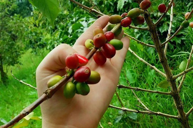 Exclusive Coffee Experience:Tour from Bogotá - Guide Quality and Group Style: What “Private Tour” Really Means