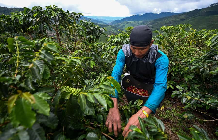 From Bogota: 5 hour guided coffe farm tour - All included - Breakfast in Ubaque: Fuel like you mean it