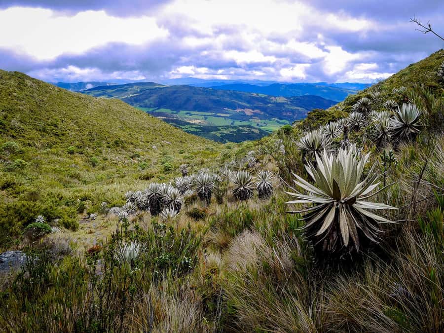 From Bogotá: Chingaza National Park Eco Tour - Entering the park: Rincón del Oso Trail and the Piedras Gordas Control Post