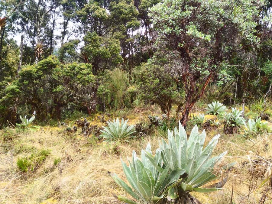 From Bogotá: Chingaza National Park Eco Tour - The Andes you’re actually hiking through: páramo ecosystems, wetlands, forests