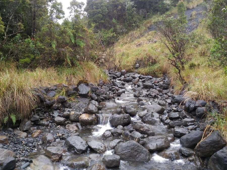 From Bogotá: Chingaza National Park Eco Tour - Wildlife chances: how to think about spectacled bears and deer