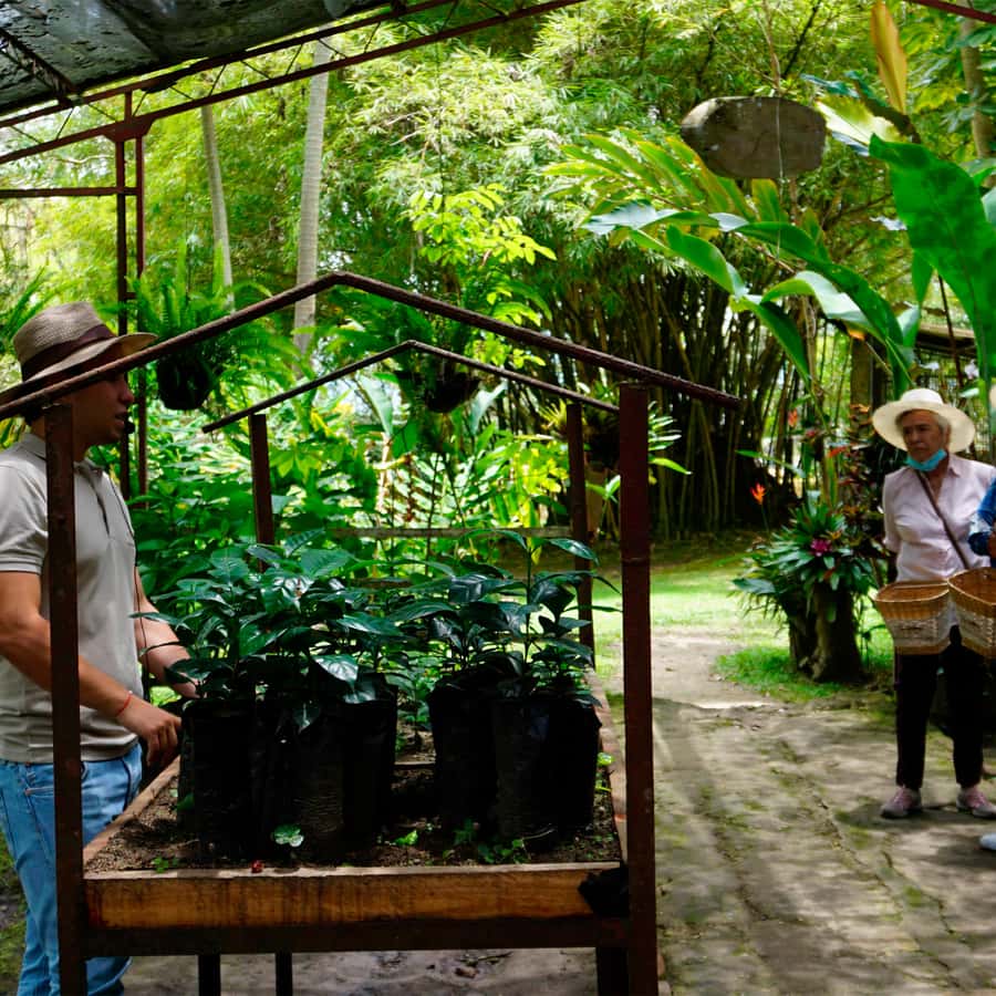 From Bogotá: Coffee Farm and Tequendama Falls Tour - Time, comfort, and the small-group vibe (up to 10)