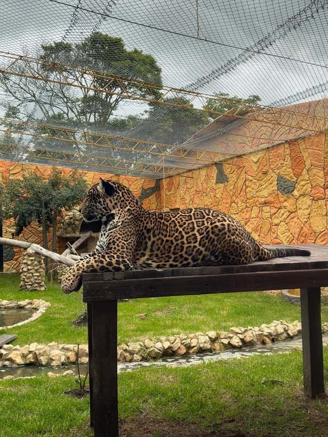 From Bogota: Jaime Duque Park and zoo with ticket included - Bioparque Wakatá: 500+ animals, and why the “120 species” number matters