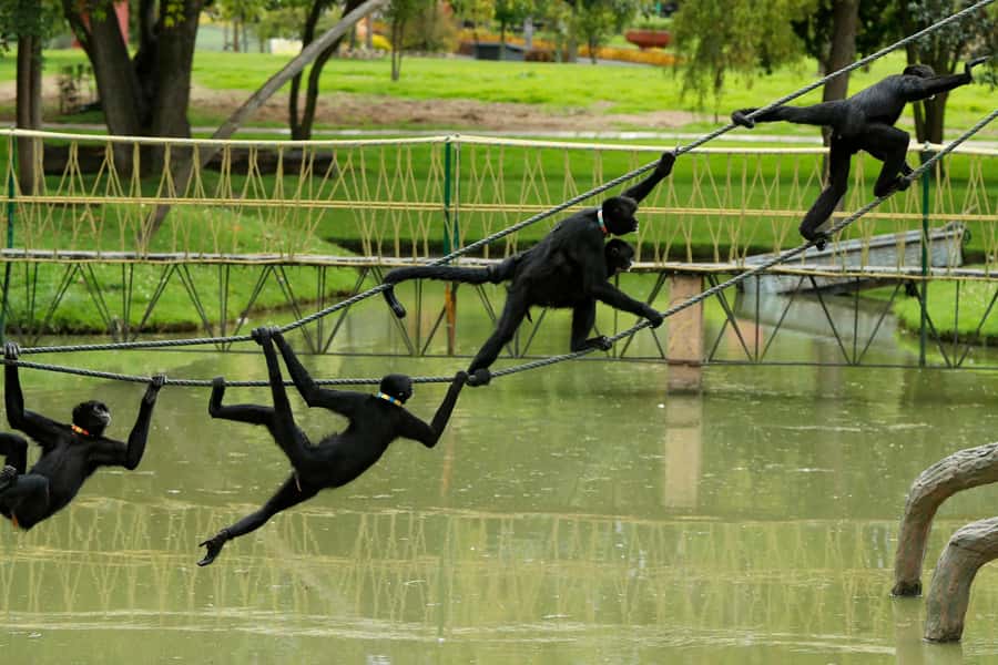 From Bogota: Jaime Duque Park and zoo with ticket included - World Costumes: culture you can actually walk through