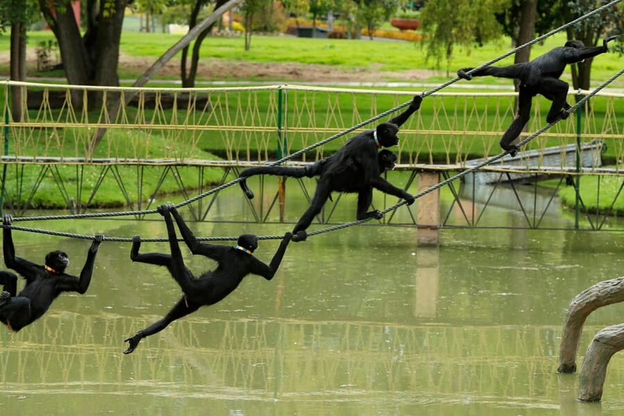 From Bogota: Jaime Duque Park and zoo with ticket included - Price and what $124 buys you in real life
