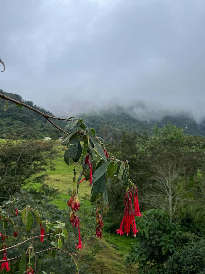 FROM BOGOTA: Tour to La Chorrera, Colombia's highest waterfall. - La Chorrera’s 590-Meter Drop: Why It Feels Like a Real Adventure