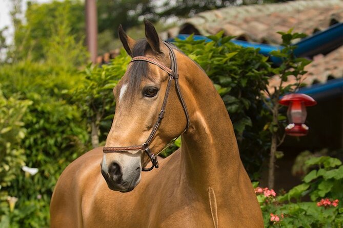 Private Guided Tour of Colombia’s Paso Fino Horse - What This Private Paso Fino Horse Experience in El Rosal Actually Includes